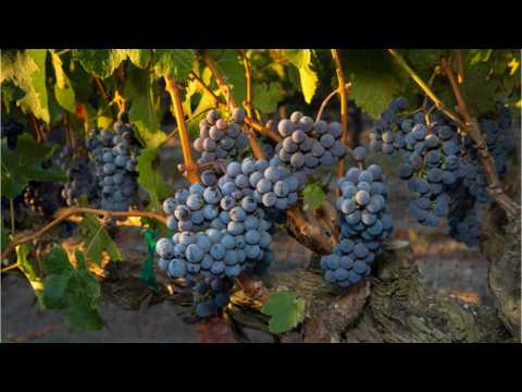 VIDEO : 2019's Top Wine Regions to Visit