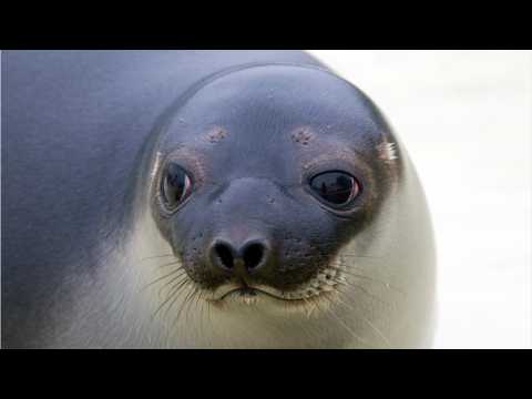 VIDEO : Newfoundland Town Has Lost Seals