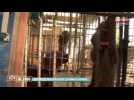 Véto de choc : les horribles conditions de vie de chiens maltraités (vidéo)