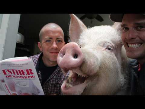 VIDEO : This Massive Pig Who Survived Cancer Is The Most Influential Animal on Social Media