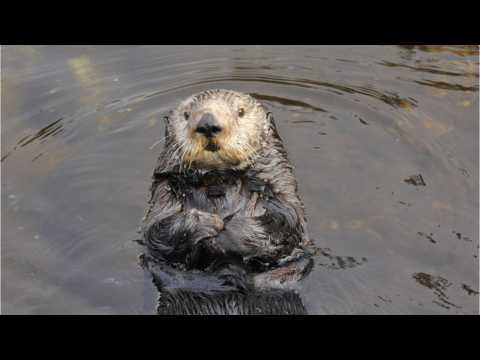 VIDEO : Oregon Zoo Otter Passes Away