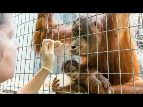 VIDEO : Baby Orangutan's Paternity Test Has Surprise Worthy Of Maury Povich