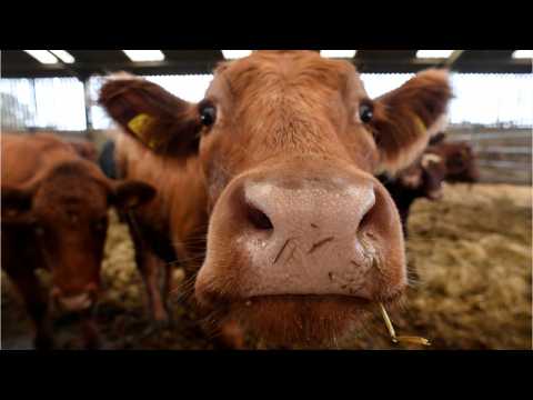 VIDEO : Cow Escapes Butcher Leads Cops On Chase