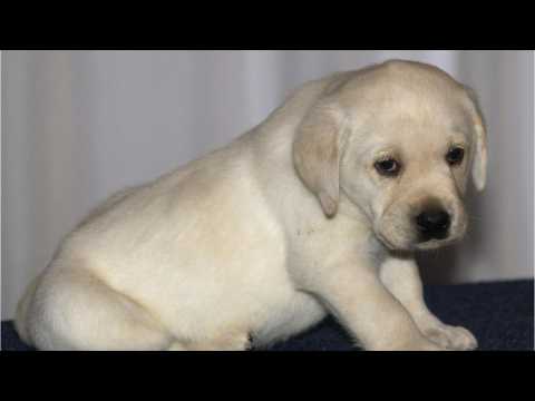 VIDEO : Where To Catch The Puppy Bowl And Kitten Bowl