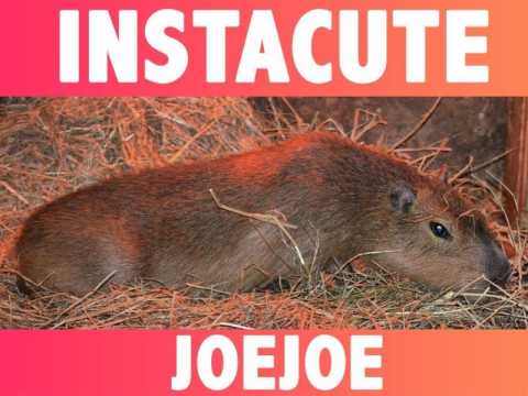 VIDEO : INSTACUTE : JoeJoe le capybara le plus mignon d?Instagram !
