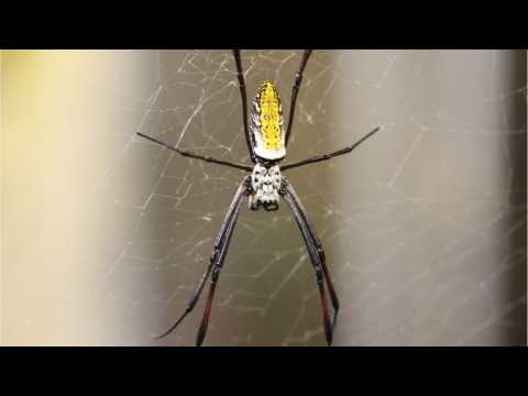 VIDEO : 'Arachnophobia' Is Getting A Reboot