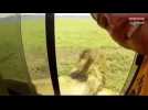Une touriste touche un lion et se fait une sacrée frayeur (vidéo)