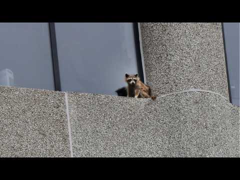 VIDEO : What Did This Raccoon Do?