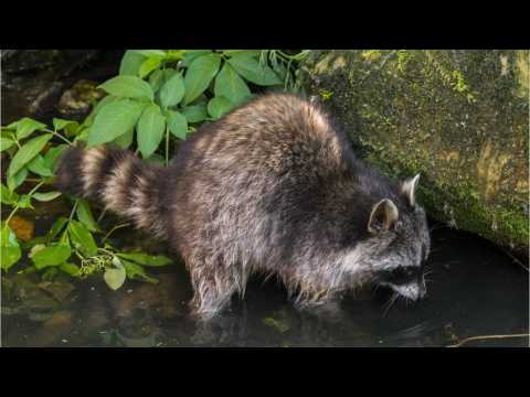 VIDEO : Raccoon Climbs Minnesota Skyscraper
