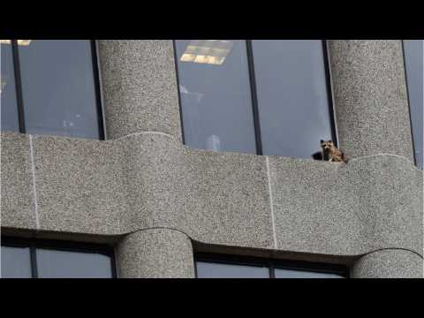 VIDEO : Minnesota online sensation raccoon captured atop skyscraper