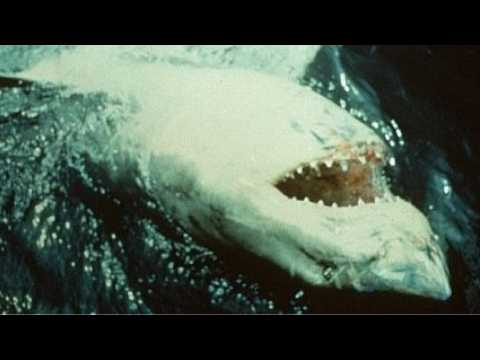 VIDEO : ?Jaws 2?: What Might Have Been?