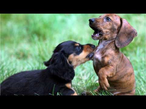 VIDEO : Volunteers Save Puppy W/ Sardines