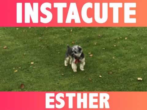 VIDEO : INSTACUTE : Dcouvrez Esther, le chien qui rend compltement gaga Justin Bieber !