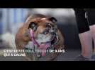 Zsa Zsa, le bouledogue élu le chien le plus laid du monde