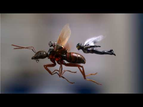 VIDEO : 'Ant-Man And The Wasp' Expected To Outpace 'Doctor Strange' On Opening Weekend