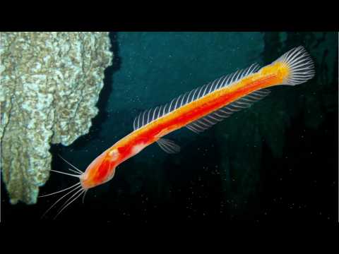 VIDEO : 'Blue Planet II' Will Splash Onto BBC Earth In February