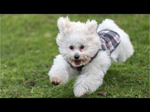 VIDEO : Could Your Dog Be A Vegetarian?