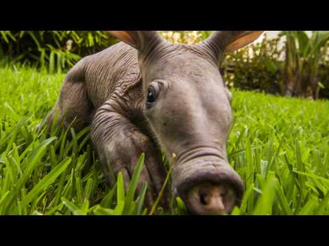 VIDEO : Cincinnati Zoo Welcomes Baby Aardvark