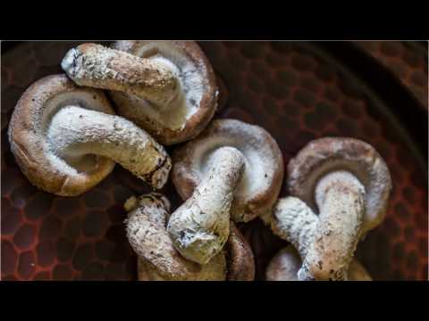 VIDEO : Fun Fungi Facts