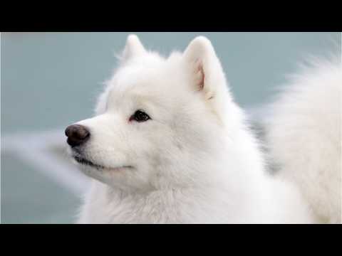 VIDEO : Dog Flu Very Contagious In US