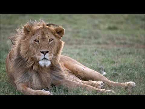 VIDEO : Nat Geo WILD?s Big Cat Month To Start In January