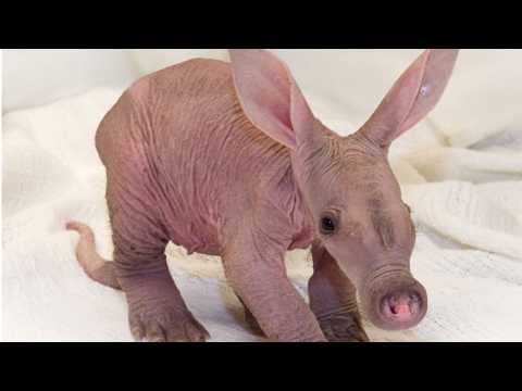 VIDEO : Ohio Zoo Welcomes Baby Aardvark