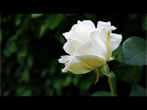 VIDEO : Artists Will Show Their Support For Time's Up At The Grammy's Wearing This Accessory