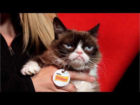 VIDEO : 'Grumpy Cat' Wins $700,000 In Federal Identity Lawsuit
