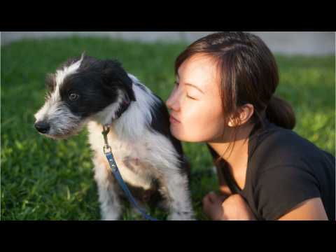 VIDEO : Fostering A Dog Can Change Two Lives At Once