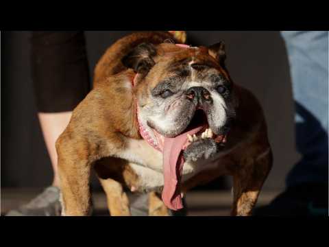VIDEO : ?World?s Ugliest Dog? Zsa Zsa The English Bulldog Dies