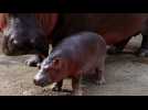 Newborn hippo a big hit at Mexican zoo