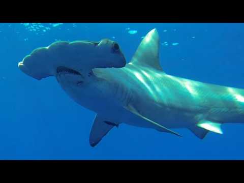 VIDEO : Breakdown Of Shark Week