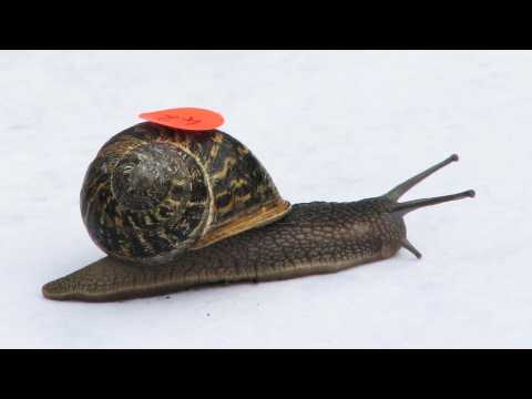 VIDEO : Snails Race For The Grand Prize In Eastern England