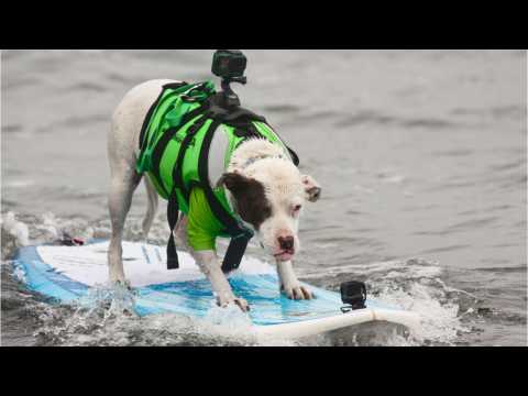 VIDEO : Pics Of The 2018 World Dog Surfing Championships Online