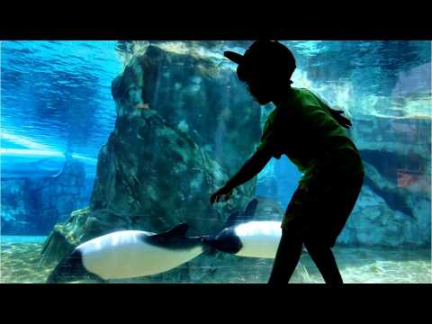 VIDEO : Best US Amusement And Waterparks