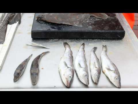 VIDEO : A Fish Market Did What To Scam Customers?