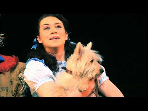 VIDEO : New Toto's 'Wizard of Oz' In The Works