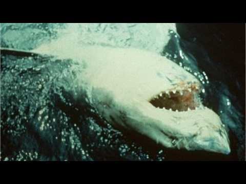 VIDEO : Stephen King's Son Thinks 'Jaws' Shows Real Murdered Victim