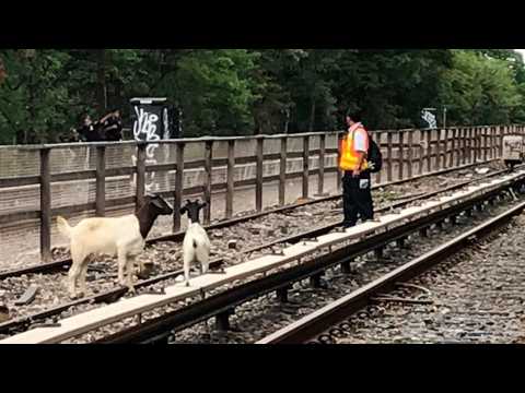 VIDEO : Jon Stewart Take In Goats Causing Trouble In New York City Subway Tracks