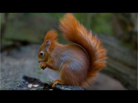 VIDEO : Prince Charles Is 'Infatuated' With Red Squirrels