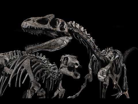 VIDEO : Le combat des dinosaures aux enchres