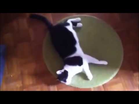 VIDEO : Funny cat plays dead!