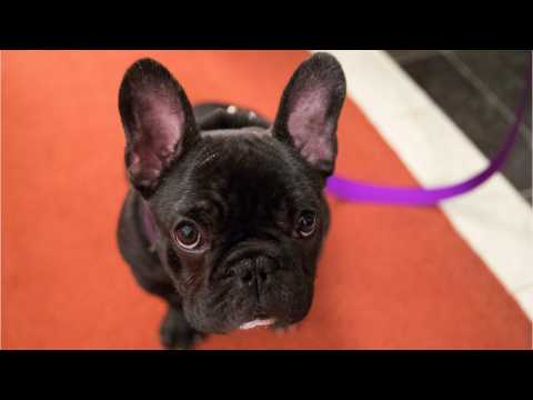 VIDEO : Great Gifts To Spoil Your Dog This Holiday Season