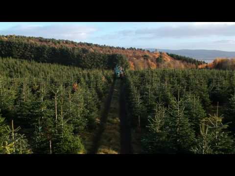 VIDEO : The History Of Christmas Trees