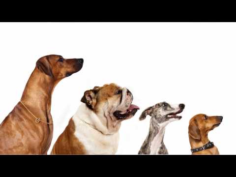 VIDEO : The Most Popular Dog Names Of 2018