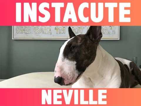 VIDEO : INSTACUTE : Neville le chien : Son matre Marc Jacobs en est compltement gaga !