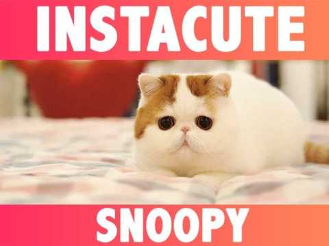 VIDEO : Snoopy le chat : Sa bouille toute ronde fait craquer Instagram