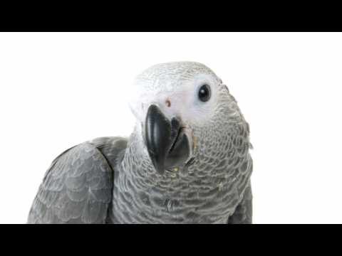 VIDEO : Grey Parrot Learns How To Use US Family?s Amazon Alexa