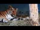 Naissance de trois bébés tigres en Inde