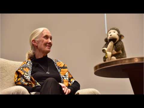 VIDEO : New Documentary Pays Tribute To Jane Goodall's Chimp Studies